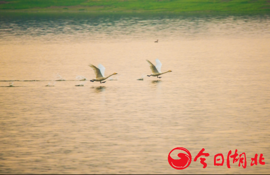 开元体育蕲春赤龙湖：“三举措”着力治理水环境